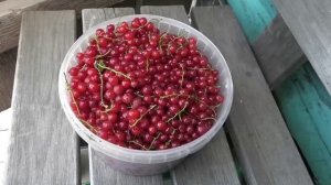 Урожай красной смородины 20 июля