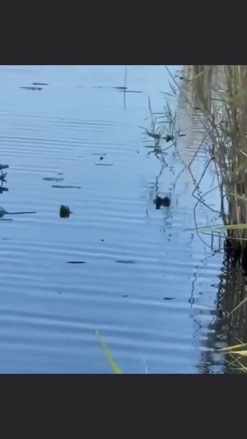 Рыбалка во Флориде 😯 Рыбалка во Флориде 😯