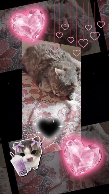мой кот