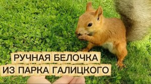 Парк Галицкого. Ручная белочка😍