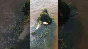 Фильм водяной (односерейный)