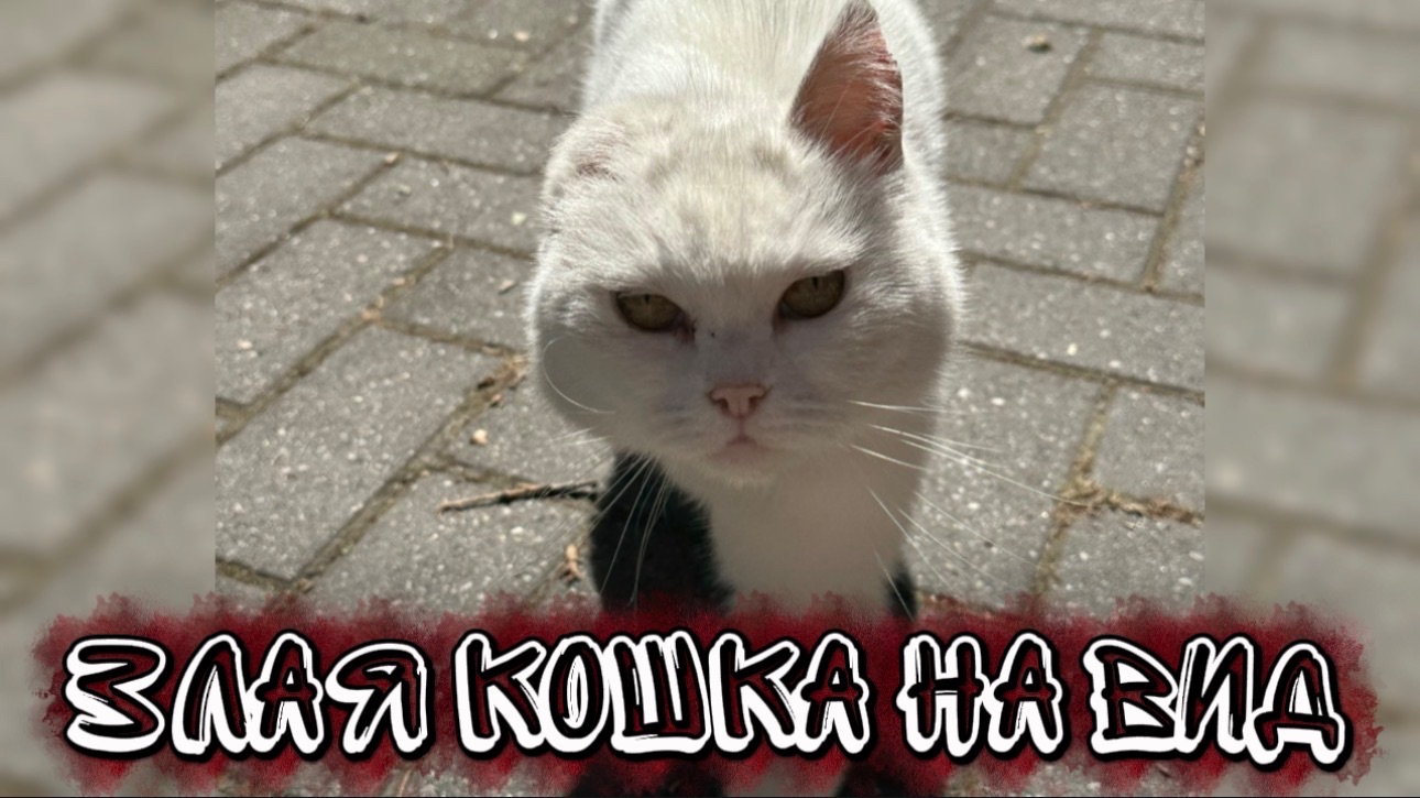 Злая кошка на вид . Песня про уличную кошку