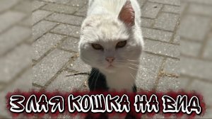 Злая кошка на вид . Песня про уличную кошку