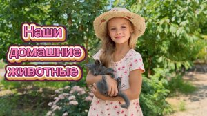 Домашние животные! Уход и забота!