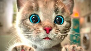 Летнее приключение милого коте