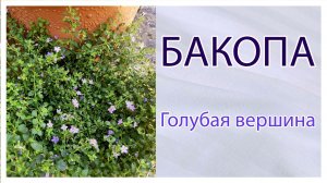 Бакопа «Голубая вершина». Обзор + Отзыв.