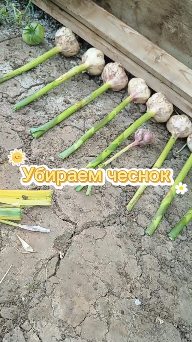Убираем чеснок /Какие вкусные помидорки Убираем чеснок /Какие вкусные помидорки