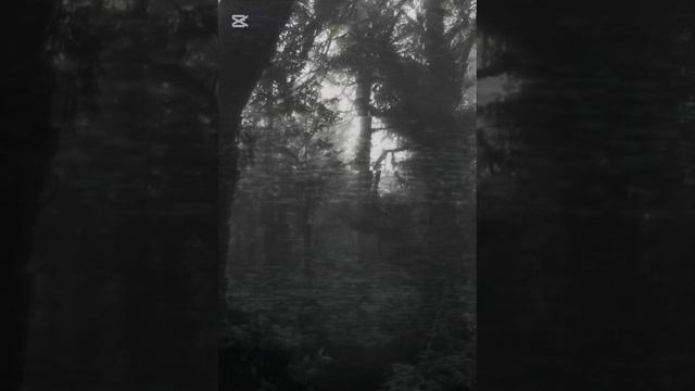 The Forest Analog Horror