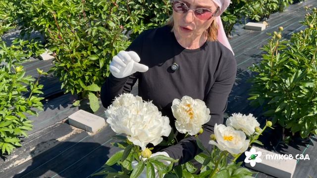 Grand Massive peony. Гранд Массив пион. Пулков сад (2026 г.) смотреть онлайн
