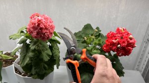 СРОЧНО в ИЮЛЕ с ГЕРАНЬЮ СДЕЛАЙ ТАК! ГЕРАНЬ БУДЕТ ЦВЕСТИ КРУГЛЫЙ ГОД!