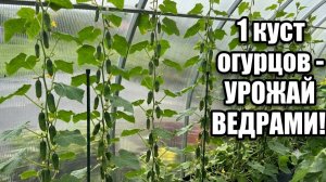 Никто не верит что с одного куста огурцов собираем урожай огурцов ведрами!