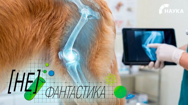 Полимер с памятью. Разработка российских ученых поможет лечить домашних животных Полимер с памятью. Разработка российских ученых поможет лечить домашних животных