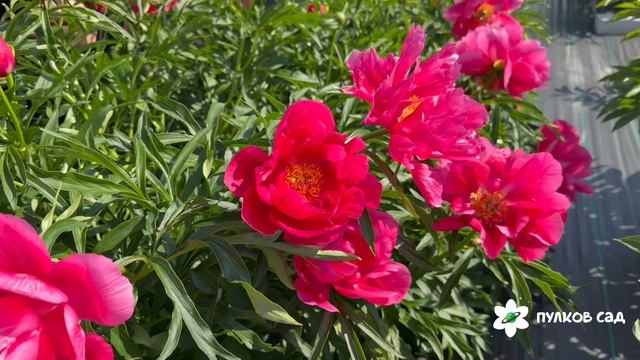 Smouthii peony. Смоута пион. Пулков сад (2026 г.) смотреть онлайн