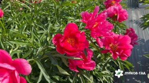 Smouthii peony. Смоута пион. Пулков сад (2026 г.)