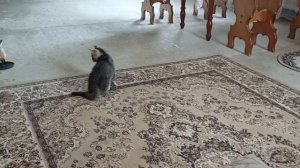 Футбол ⚽Пушистый спортсмен 🐈