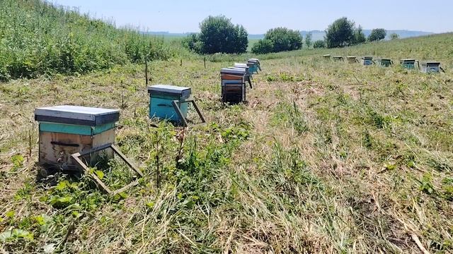Вывезли деленок карники на кочевку в степь. смотреть онлайн