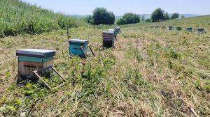 Вывезли деленок карники на кочевку в степь.