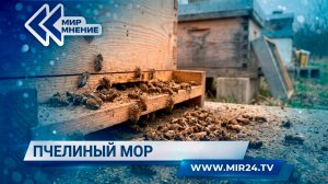 Пчелиный мор. Почему в Красноярском крае массово погибли насекомые?