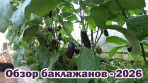 Обзор баклажанов-2026. В полном восторге от Бастиона