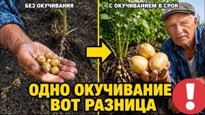 Картошка МЕЛКАЯ и ЖЕЛТАЯ? Одна ошибка, которую делают все!