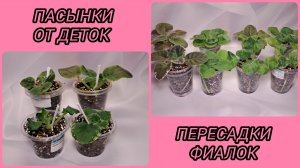 Пересадки фиалок в больший объём.