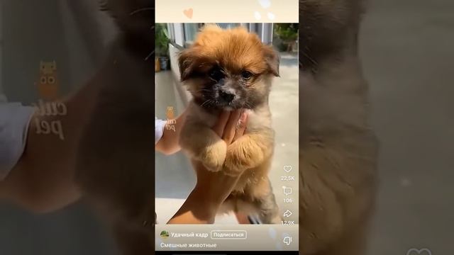 Смешные братья наши меньшие Смешные братья наши меньшие