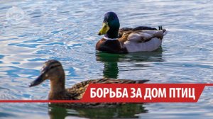 Охрану усилят в «Птичьей гавани» Иркутска после обустройства там экотропы