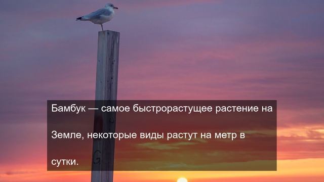 Путешествуем по миру 4 смотреть онлайн