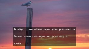 Путешествуем по миру 4