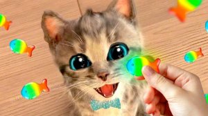 Летнее приключение милого кота