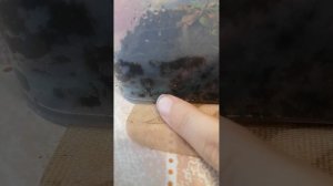 Мои животные 2 часть