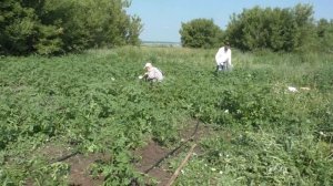 На участке Надежды Васильевны. 08.07.2026