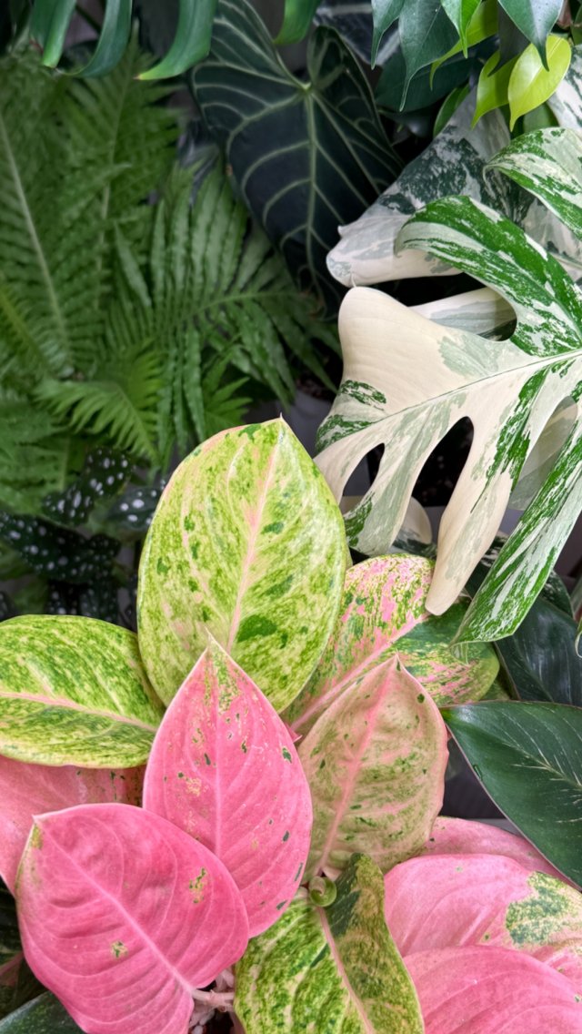 #plants #комнатныерастения #цветы #plants #комнатныерастения #цветы