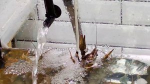 Симпатичный рак поднимается вверх из аквариума в рыбном отделе Рогожского рынка.