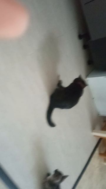 милое видео