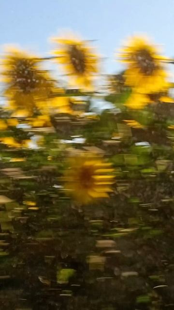 Подсолнухи! Осколки солнечного дня 🌻 Подсолнухи! Осколки солнечного дня 🌻
