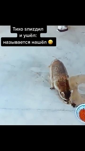 Енот ворует еду смотреть онлайн