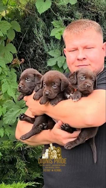 ⚜️DIONIS PRAID⚜️ 🐶🙂🦁 В нашем питомнике ⚜️DIONIS PRAID⚜️ есть свободные малыши по всем вопросам пи