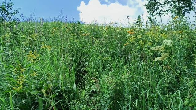Summer walks. Beautiful forest landscapes, birds singing, and pure relaxation for the soul смотреть онлайн