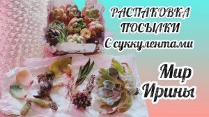 РАСПАКОВКА ПОСЫЛКИ С СУККУЛЕНТАМИ●●●