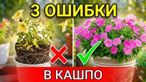 3 ошибки с кашпо — и как их избежать
