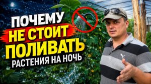 ПОЧЕМУ НЕ СТОИТ ПОЛИВАТЬ РАСТЕНИЯ НА НОЧЬ