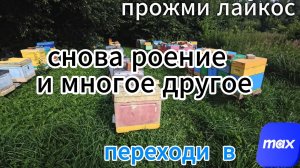 19,07 Мои будни #пчелы #топ #рек #пчеловодство