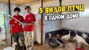 СТРОИМ УМНЫЙ ПТИЧНИК/ПРОВОДИМ НИПЕЛЬНУЮ СИСТЕМУ ПОЕНИЯ//СБОР УРОЖАЯ И ЗАГОТОВКИ НА ЗИМУ