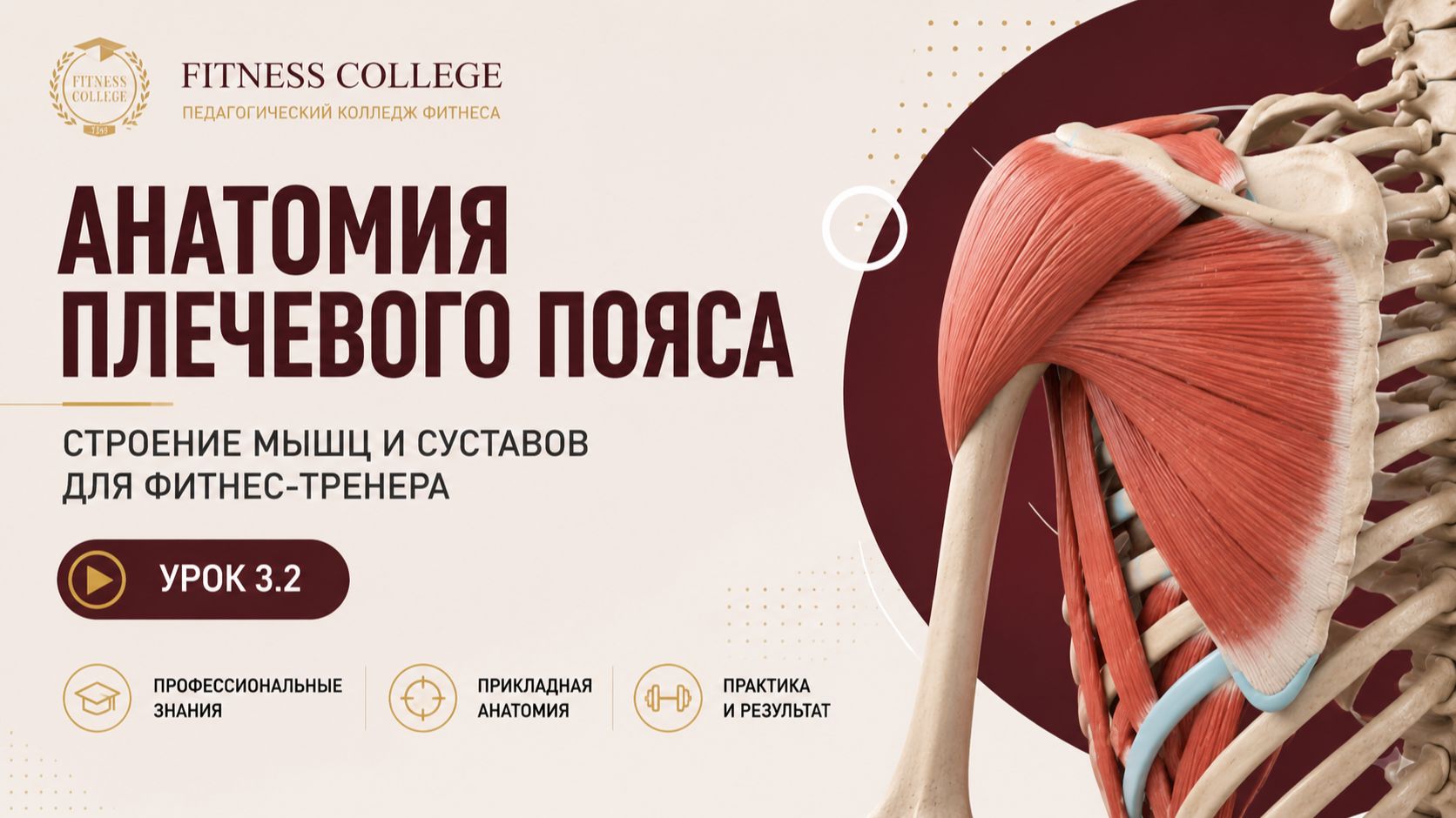 Анатомия, физиология и биомеханика человека. Продвинутый уровень
