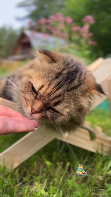 Моя любовь!❤️ #котики #милыекотики #животные