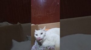Сама не ест, пришлось насильно покормить