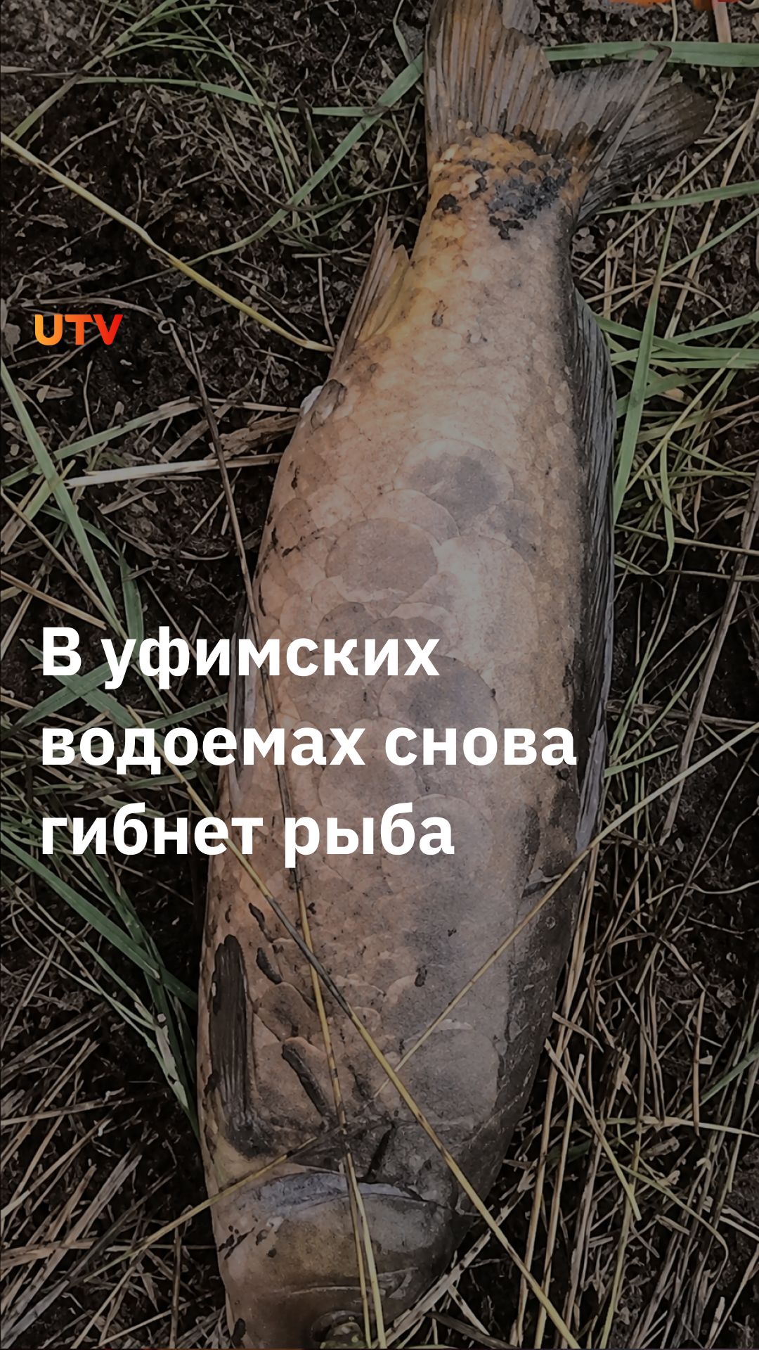 В пруду Никольское в Уфе нашли мёртвых карпов весом до 10 кг
