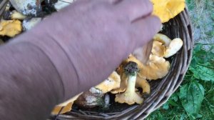 Грибы 31 июля! (1)
