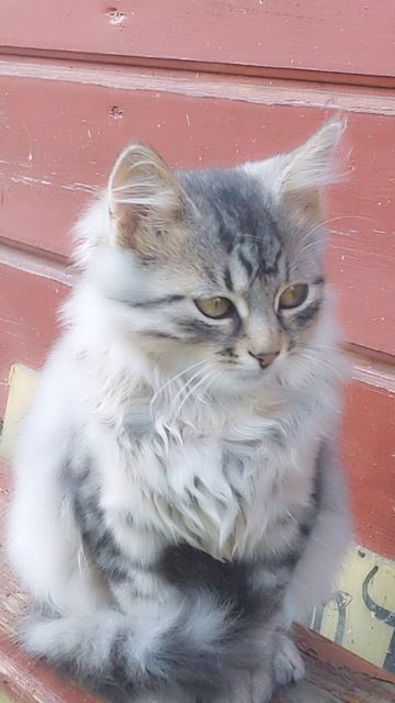 Котики!!!))) Когда невероятный красавчик!!!)))) #рекомендации